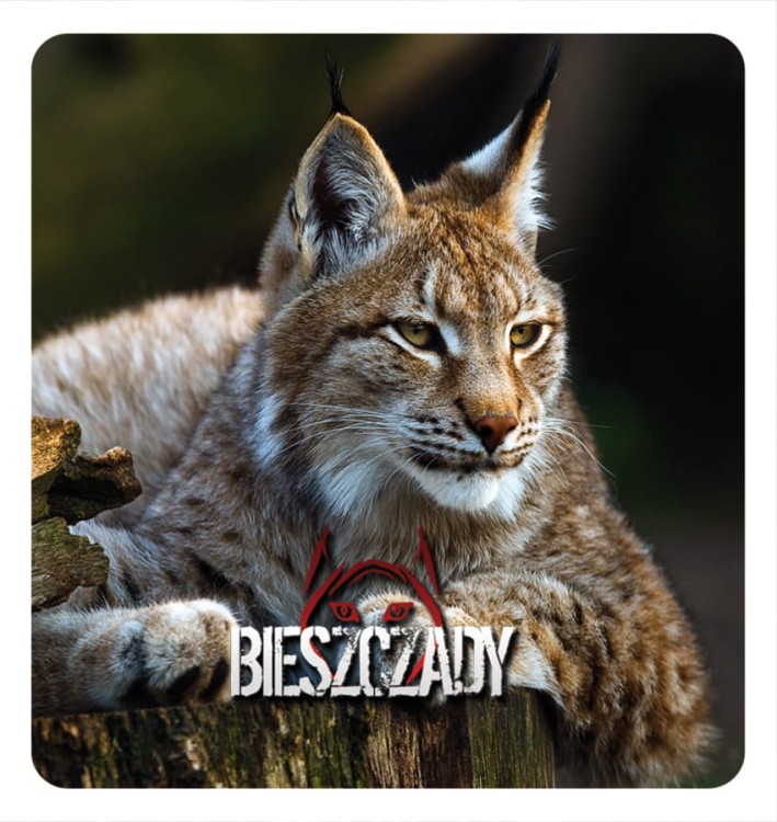 14_BIESZCZADY - rysie 02.jpg