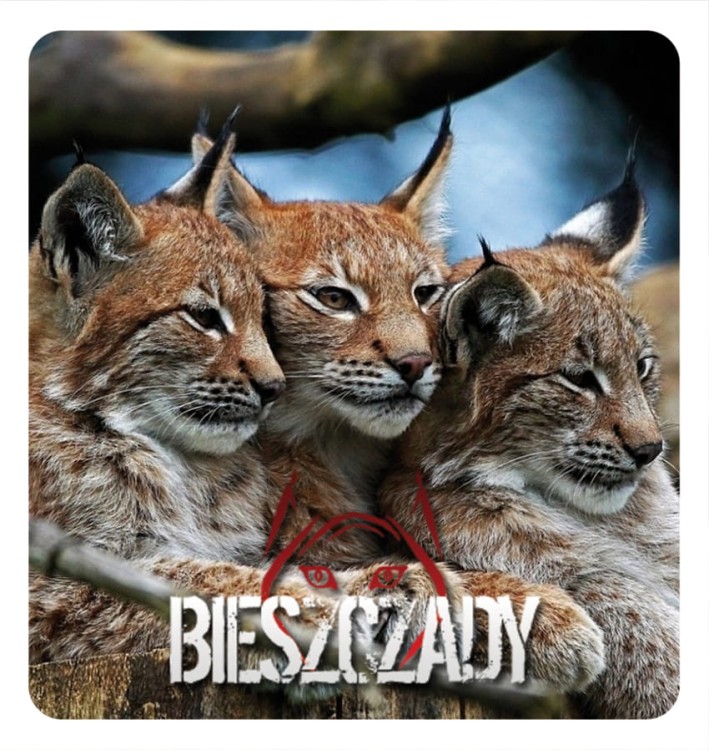 15_BIESZCZADY - rysie 03.jpg