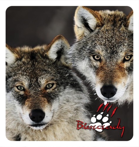 27_BIESZCZADY - wilki 02.jpg