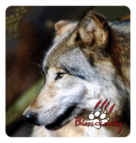 30_BIESZCZADY - wilki 06.jpg